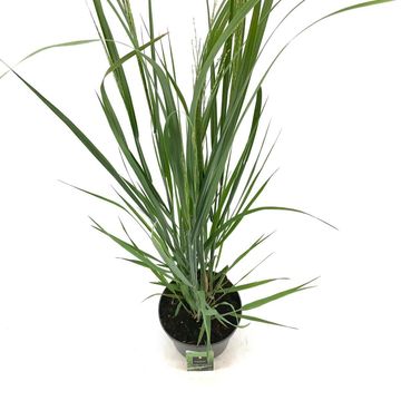 Panicum virgatum 'Northwind'