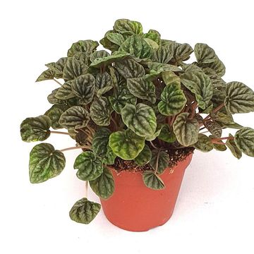 Peperomia 'Luna Grey'