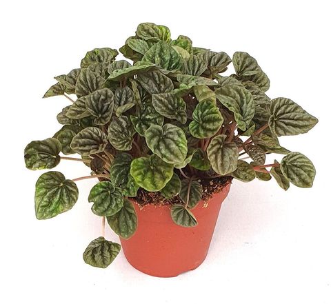 Peperomia 'Luna Grey'
