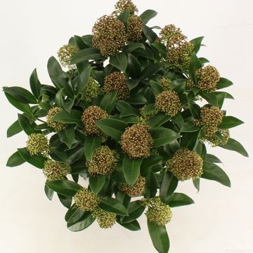Skimmia japonica 'Fragrant Cloud'