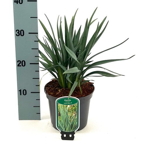 Dianella caerulea CASA BLUE