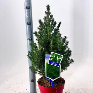 Picea glauca DECEMBER