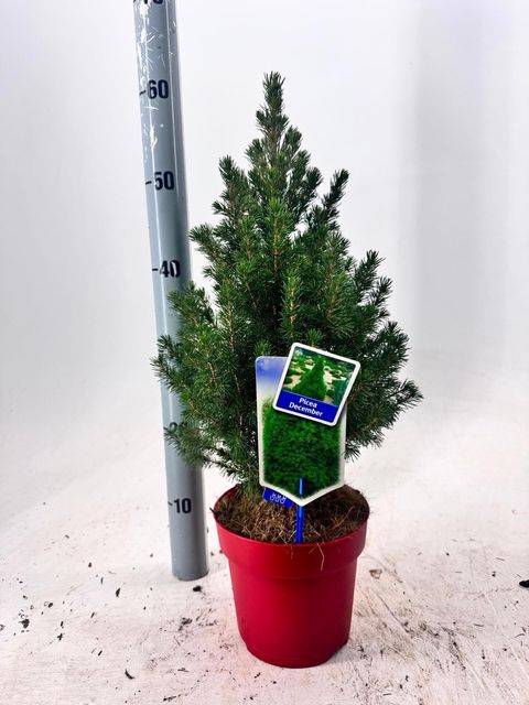 Picea glauca DECEMBER