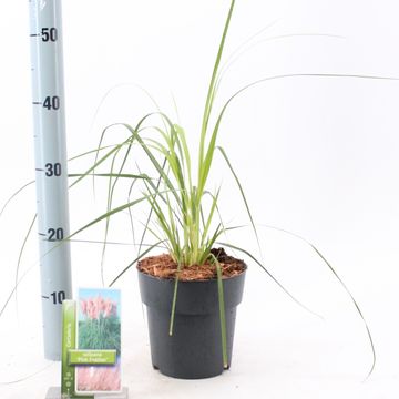 Cortaderia selloana 'Pink Feather'