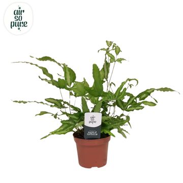 Pteris cretica 'Albolineata'