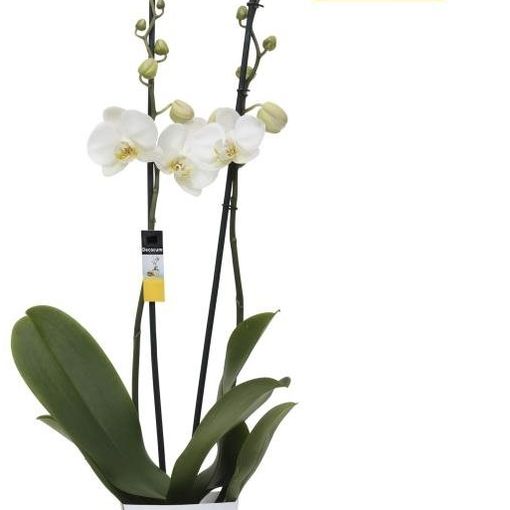 Phalaenopsis ANTHURA CAMBRIDGE (Ter Laak Orchids Midiflora)