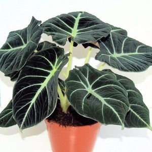 Alocasia Black Velvet P14cm H30cm Plant Wholesale 