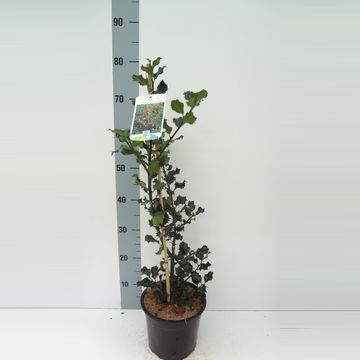 Ilex x meserveae 'Blue Angel'