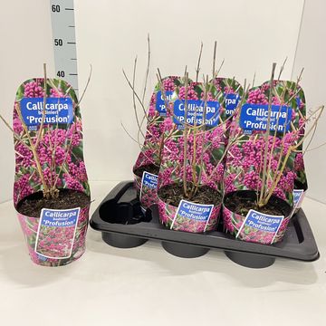 Callicarpa bodinieri 'Profusion'