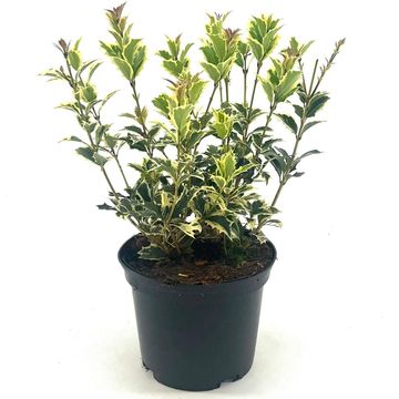 Osmanthus heterophyllus 'Variegatus'