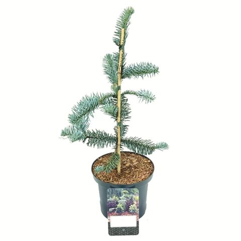 Abies procera 'Glauca'