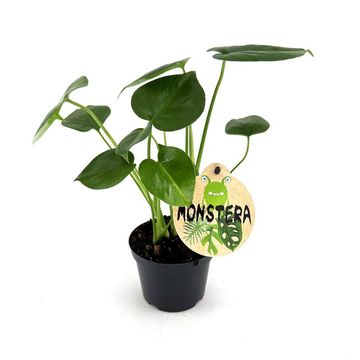 Monstera deliciosa