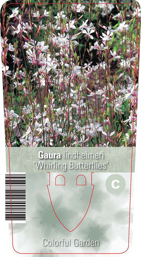 Gaura lindheimeri 'Whirling Butterflies'