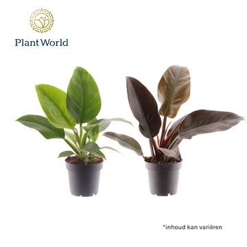 Філодендрон MIX