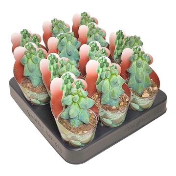 Myrtillocactus geometrizans 'Fukurokuryuzinboku'