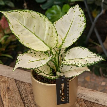 Aglaonema 'White Joy'