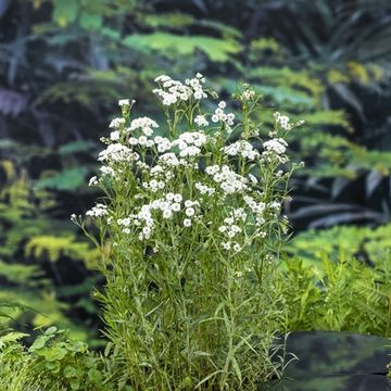 Achillea ptarmica