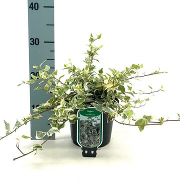 Hedera helix 'Little Diamond'