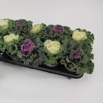 Brassica oleracea MIX