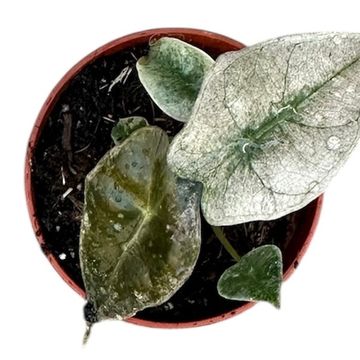 Alocasia 'Polly Variegata'