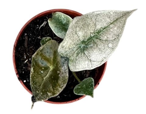 Alocasia 'Polly Variegata'
