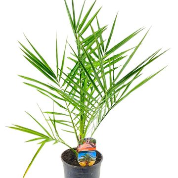 Phoenix canariensis