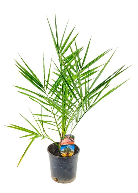Phoenix canariensis