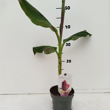 Musa sikkimensis