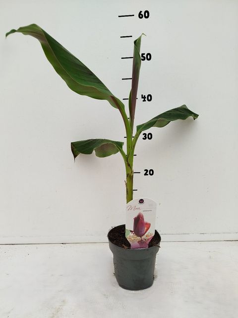 Musa sikkimensis