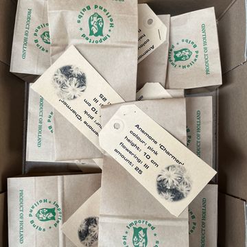 Anemone blanda 'Charmer'