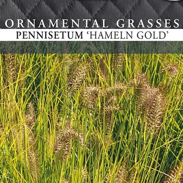 Pennisetum alopecuroides 'Hameln Gold'