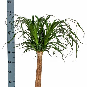 Beaucarnea recurvata