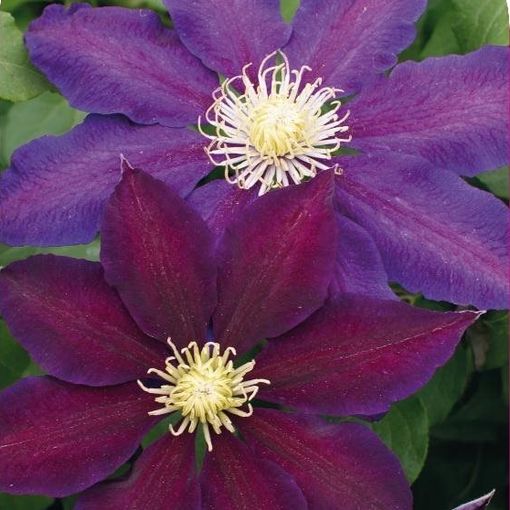 Clematis 'The Vagabond' (EL)