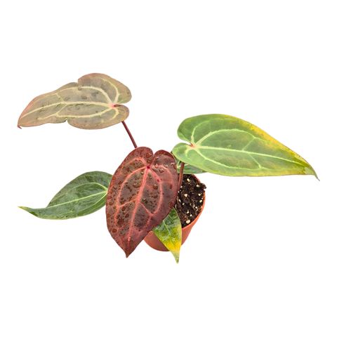 Anthurium DocBlock Anthurium Michelle® '11' X Dark & Handsome® '9'