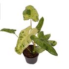 Philodendron 'Paraiso Verde'