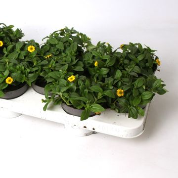 Sanvitalia PICADOR YELLOW