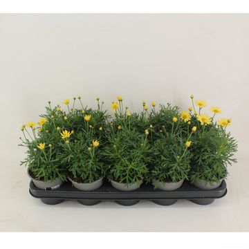 Argyranthemum frutescens MADEIRA CRESTED YELLOW