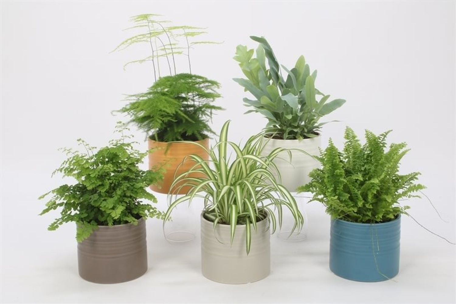 Houseplants MIX — Plant Wholesale FlorAccess