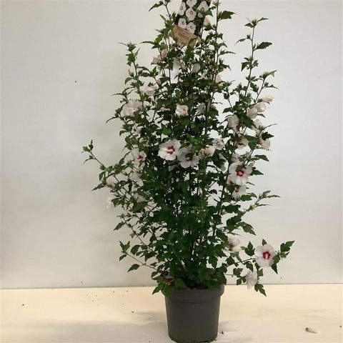 Hibiscus syriacus 'Red Heart'