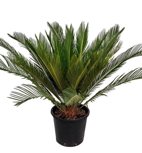 Cycas revoluta