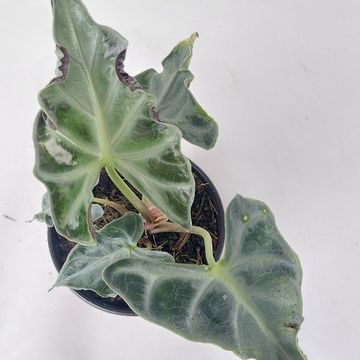 Alocasia 'Loco'