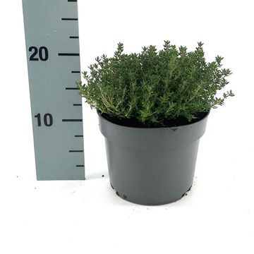 Thymus vulgaris 'Compactus'