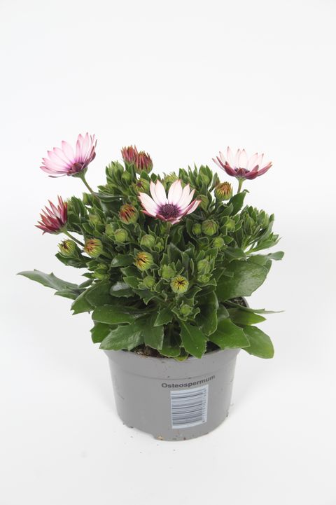Osteospermum SEÑORITA QUINTY