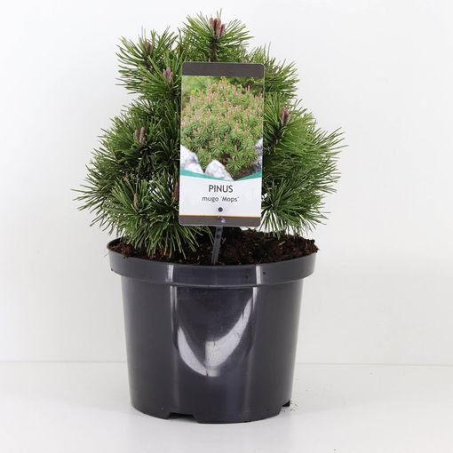 Pinus mugo 'Mops'