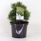 Pinus mugo 'Mops'