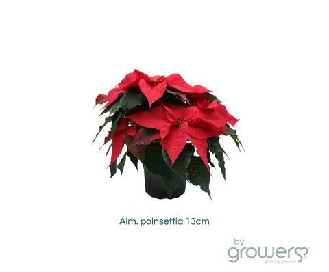 Euphorbia pulcherrima