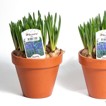 Muscari armeniacum