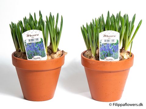 Muscari armeniacum