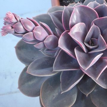 Echeveria 'Perle von Nürnberg'