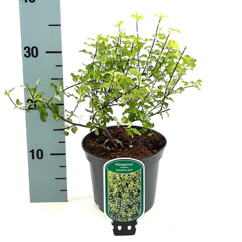 Pittosporum tenuifolium 'Abbotsbury Gold'